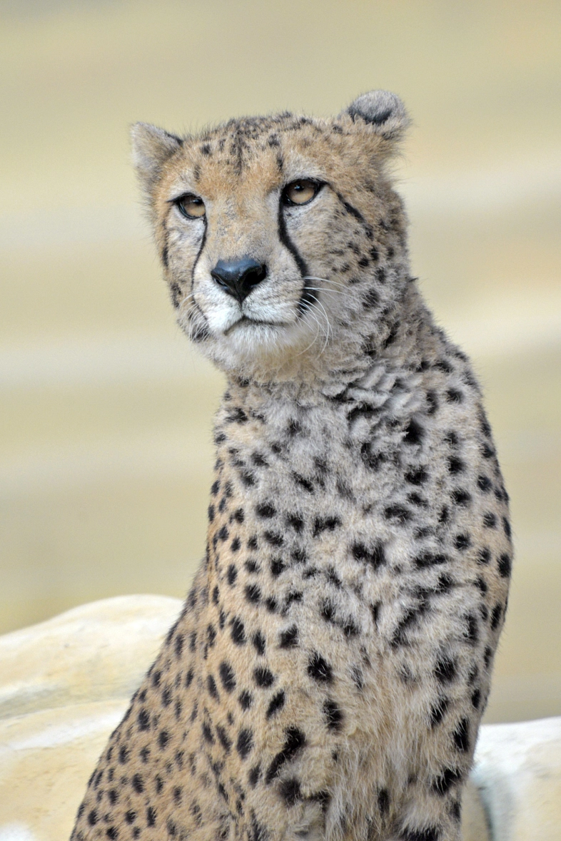Gepard "Tayo" im Tiergarten Delitzsch © C. Maurer/Stadt Delitzsch